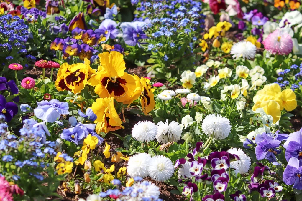 Yellow Violet White Blue Pink Petals
