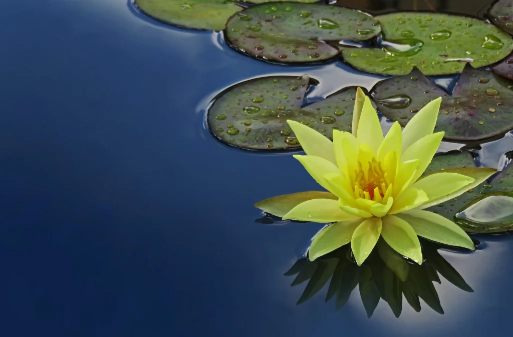 Yellow Water Lily Petals Reflection Dewdrops