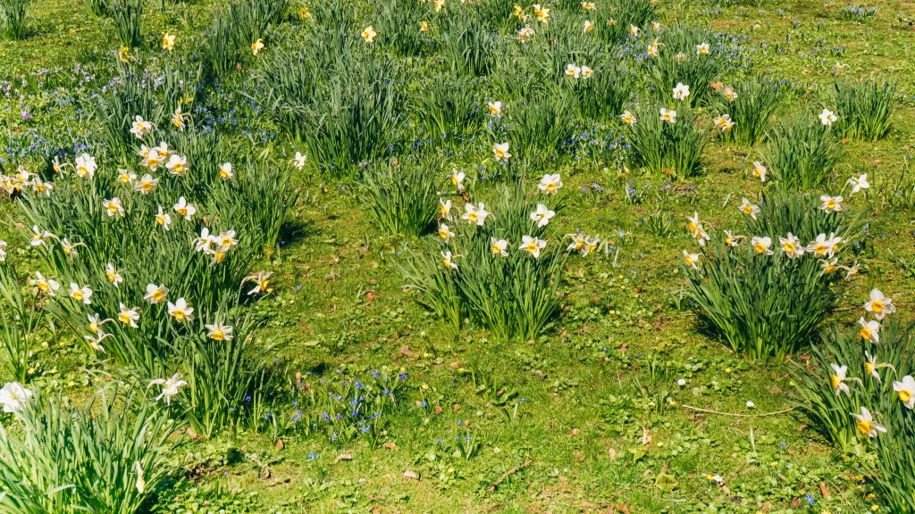 Yellow White Daffodil Blooming Petals Green Lawn