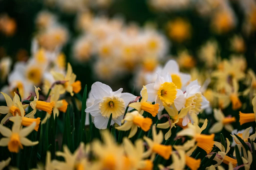 Yellow White Daffodil Blooms Petals Green