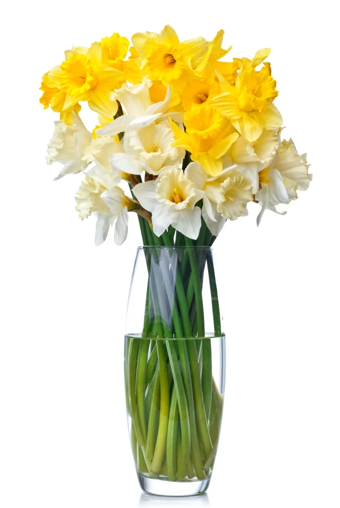 Yellow White Daffodil Bouquet Vase Petals Stems