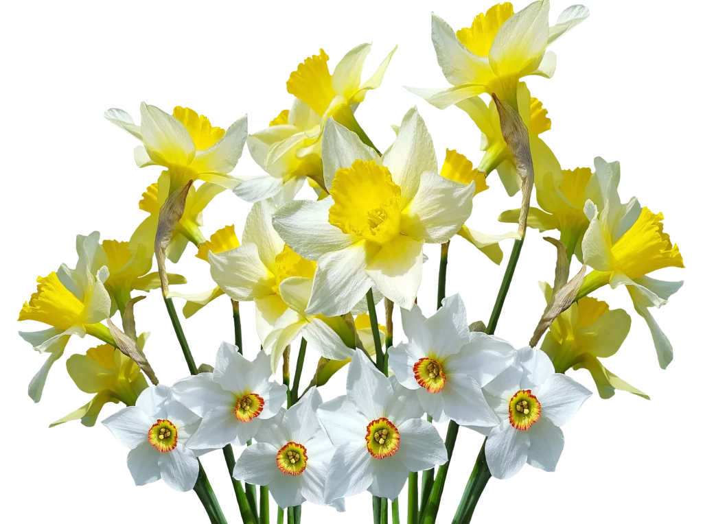 Yellow White Daffodil Petals Vibrant Sunlit