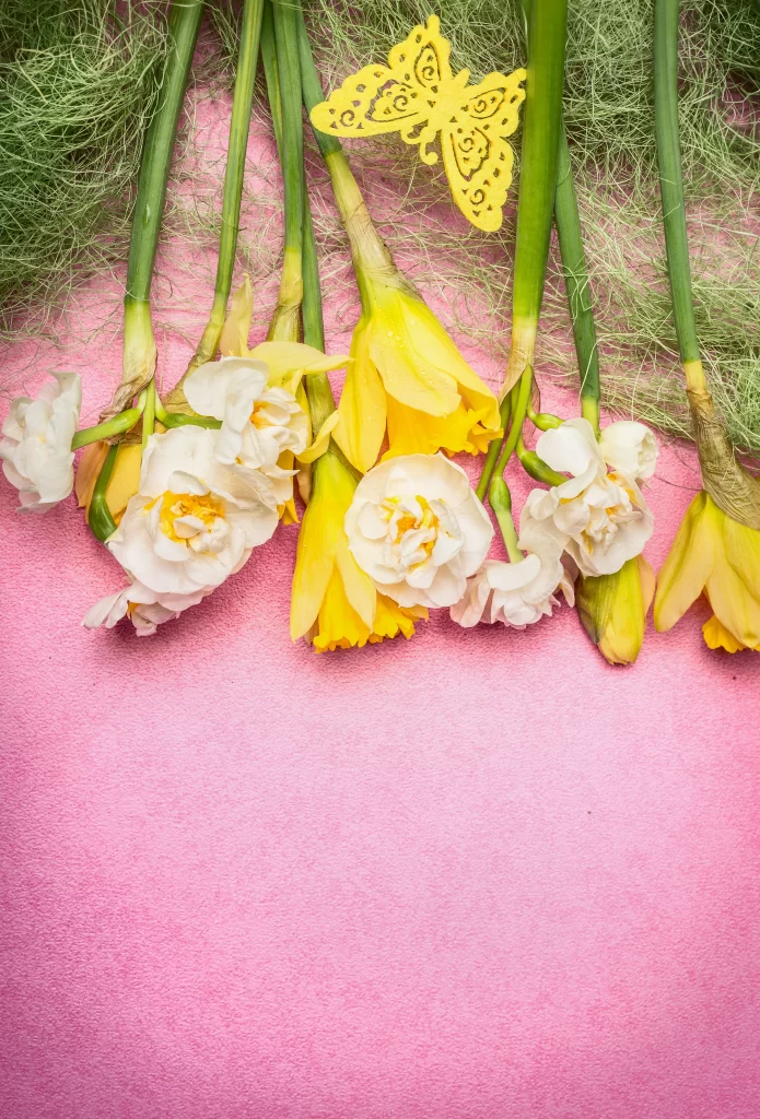 Yellow White Daffodil Petals Green Stems Pink Background