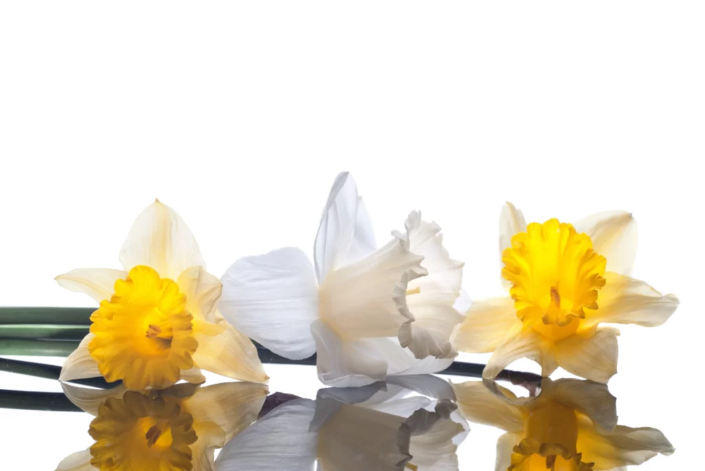 Yellow White Daffodil Petals Ruffled Center Reflective