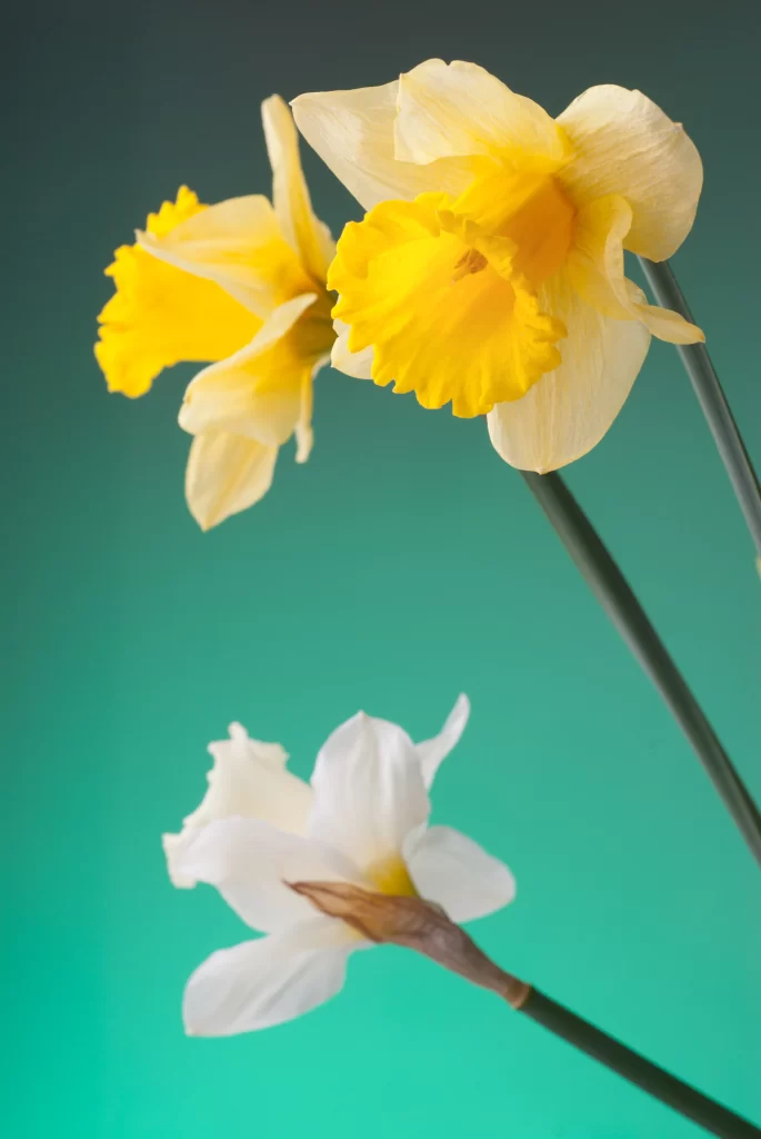 Yellow White Daffodil Petals Trumpet Green Background
