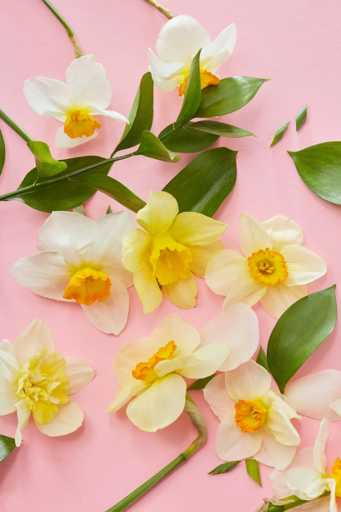 Yellow White Daffodil Petals Green Leaves