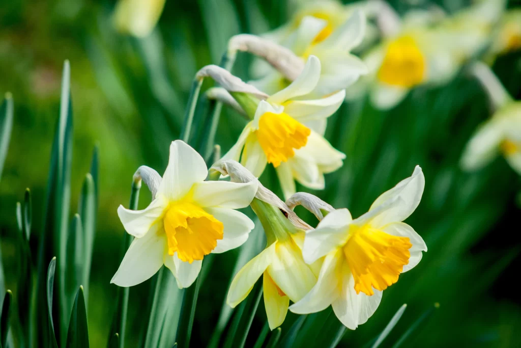 Yellow White Daffodil Petals Trumpet Bright Green