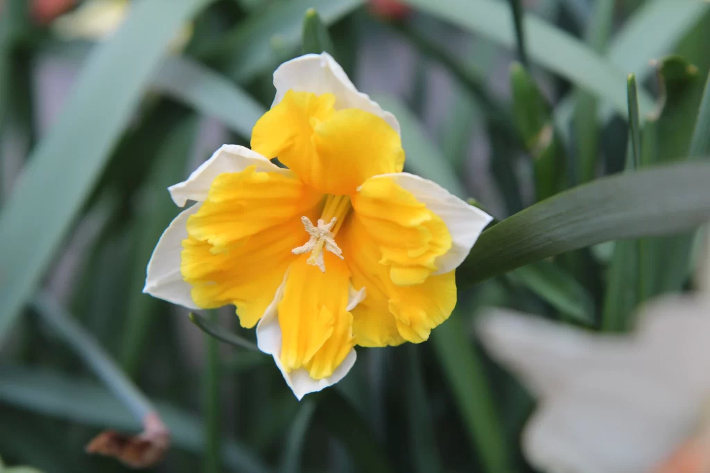 Yellow White Daffodil Petals Center Garden