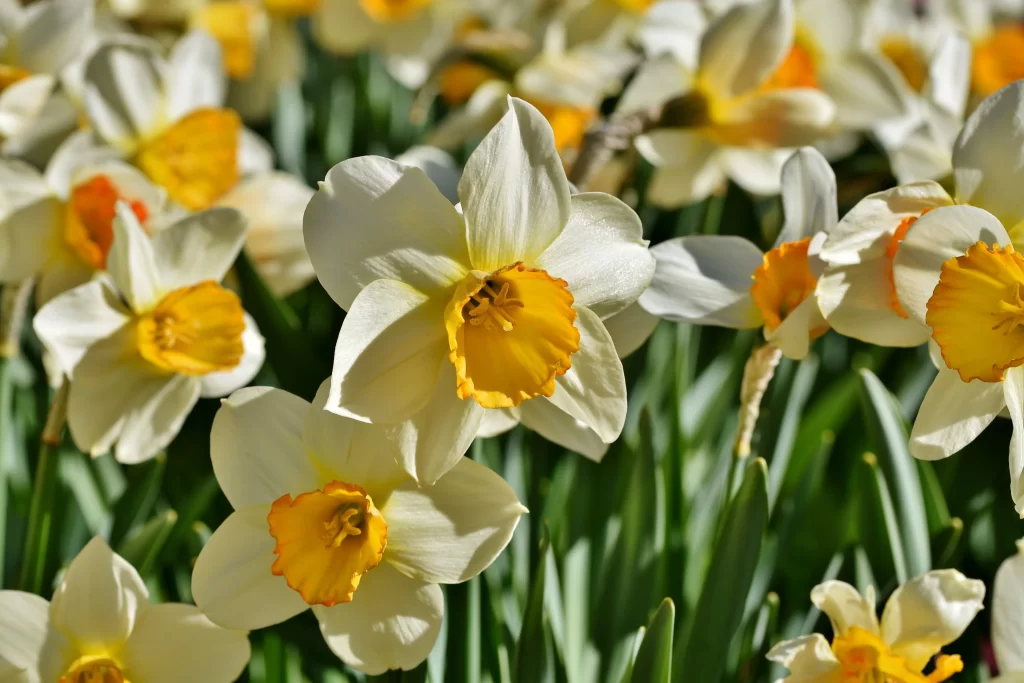 Yellow White Daffodil Petals Sunlit warm Blooms