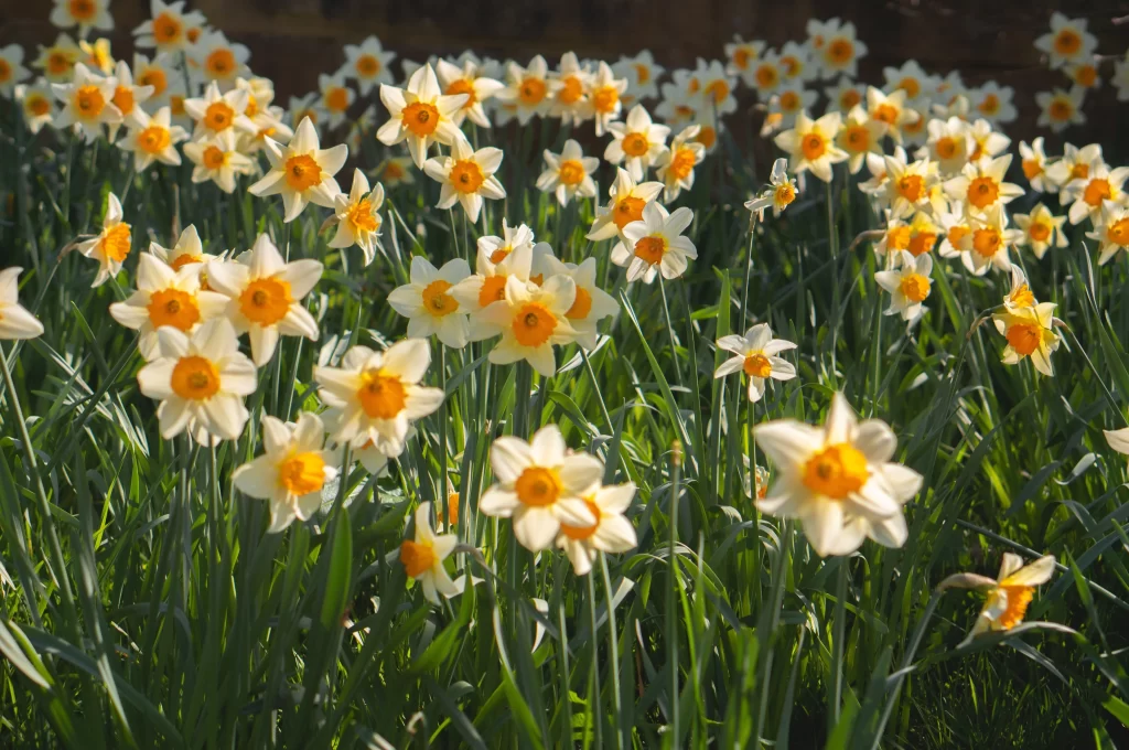 Yellow White Daffodil Petals Sunlit warm Blooms