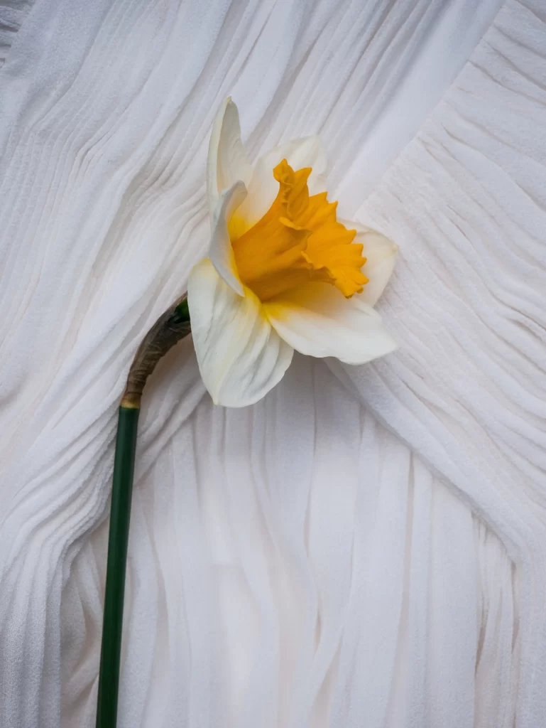 Yellow White Daffodil Petals Ruffled Center
