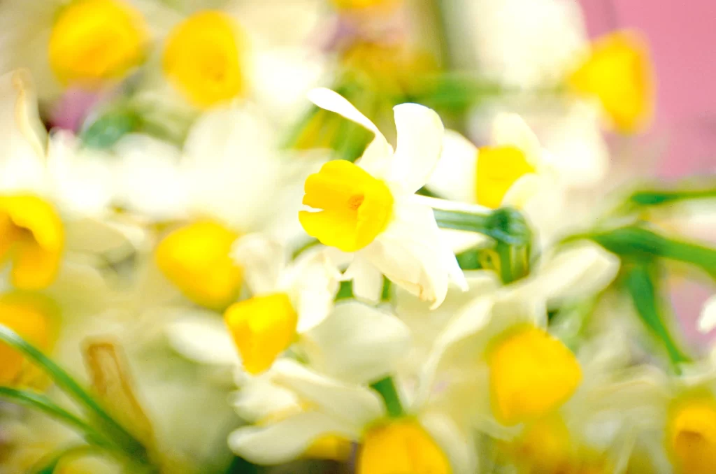 Yellow White Daffodil Petals Bright Vibrant