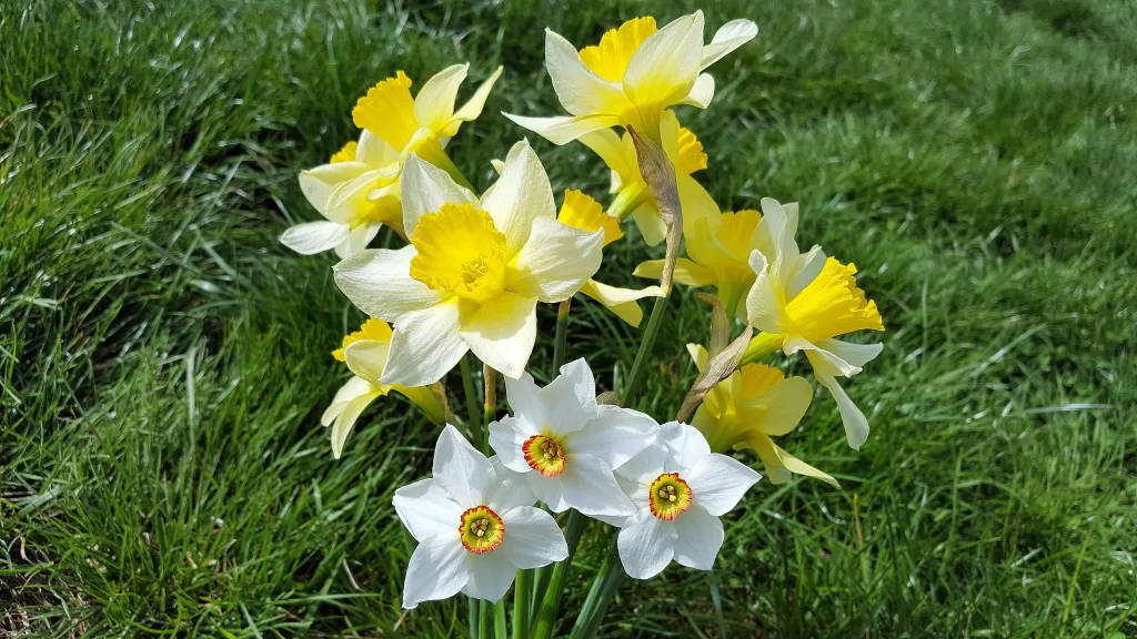 Yellow White Daffodil Petals Green warm Grass