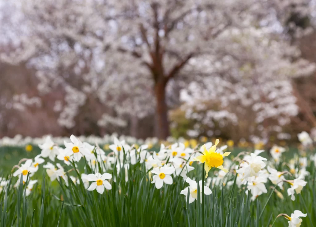 Yellow White Daffodil Petals Green gray Grass