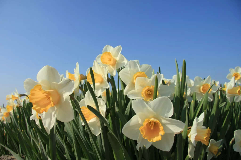 Yellow White Daffodil Petals Sunlit gray Blooms