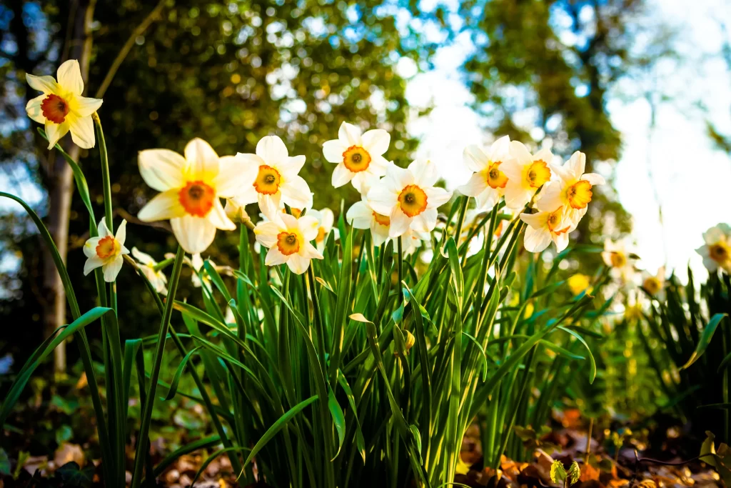 Yellow White Daffodil Petals Sunlight Green Leaves