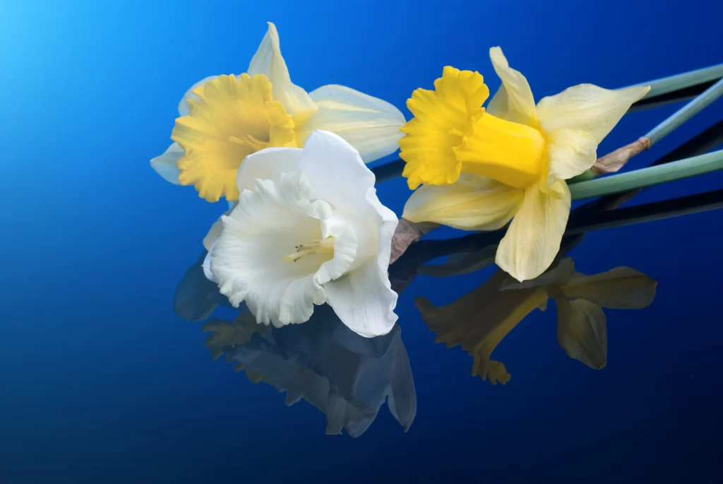 Yellow White Daffodil Petals Reflection Blue Background