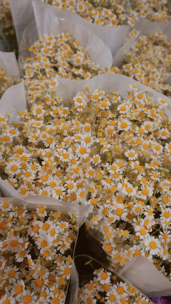 Yellow White Daisies Petals Blooms