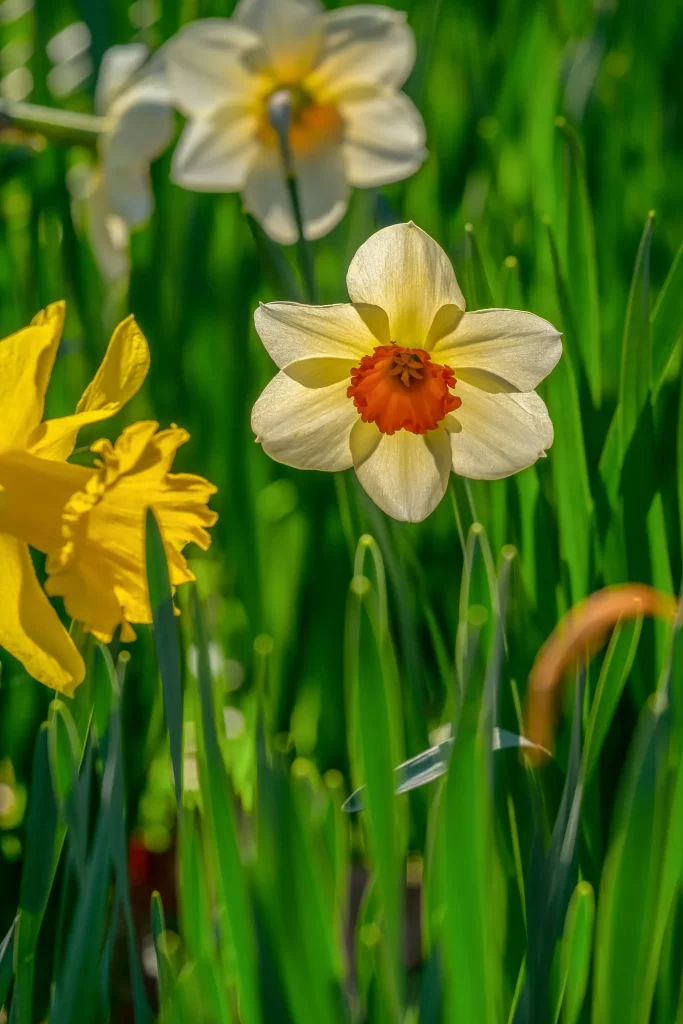 Yellow White Orange Daffodil Petals Green