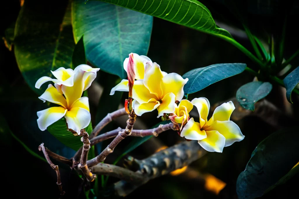 Yellow White Petals Branch Leaves