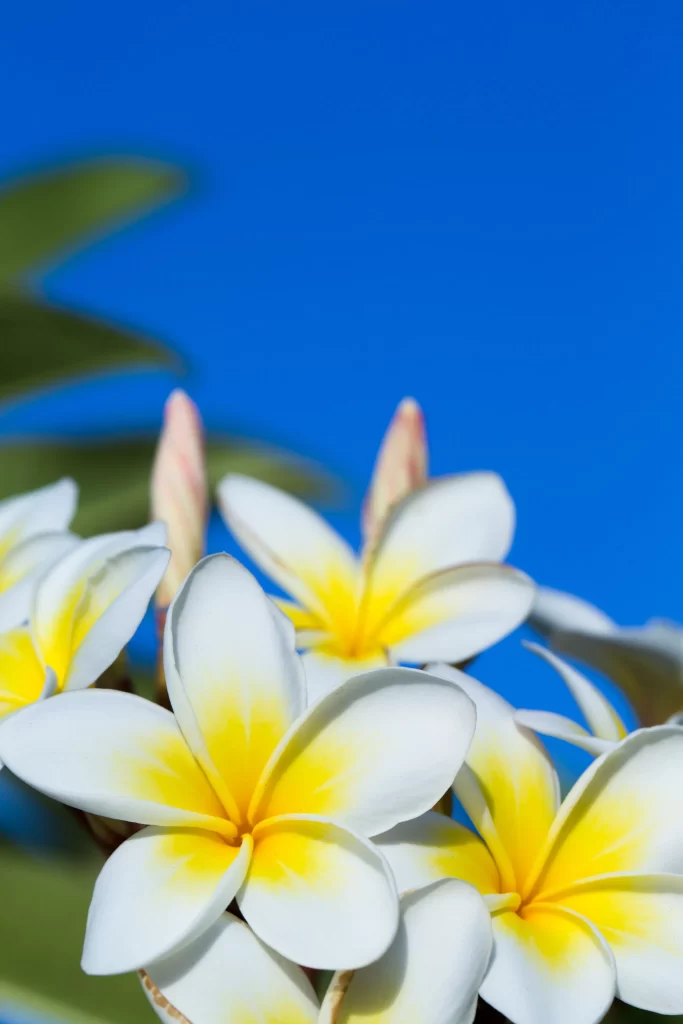 Yellow White Petals Bright Blue cool Sky