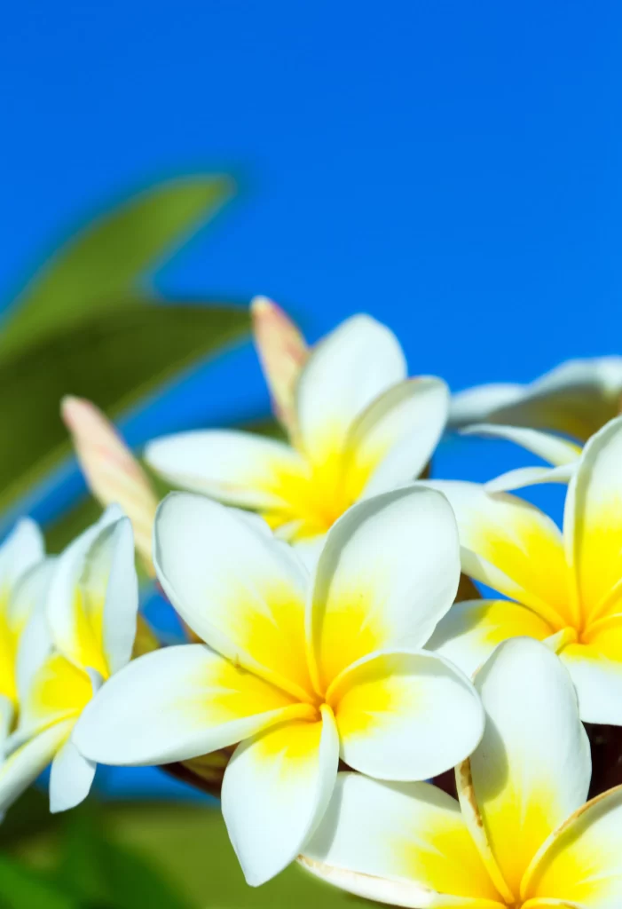 Yellow White Petals Bright Blue cool Sky