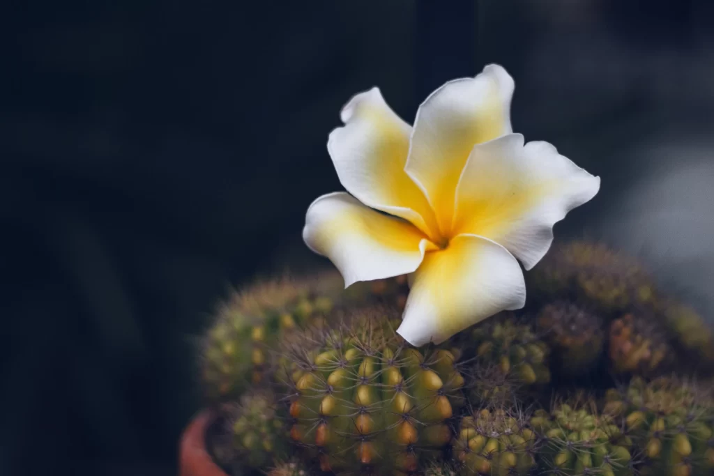 Yellow White Petals Cactus Contrast