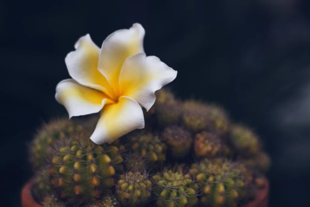 Yellow White Petals Cactus
