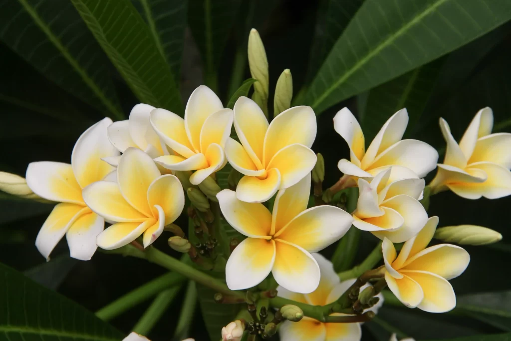 Yellow White Petals Cluster Green Leaves