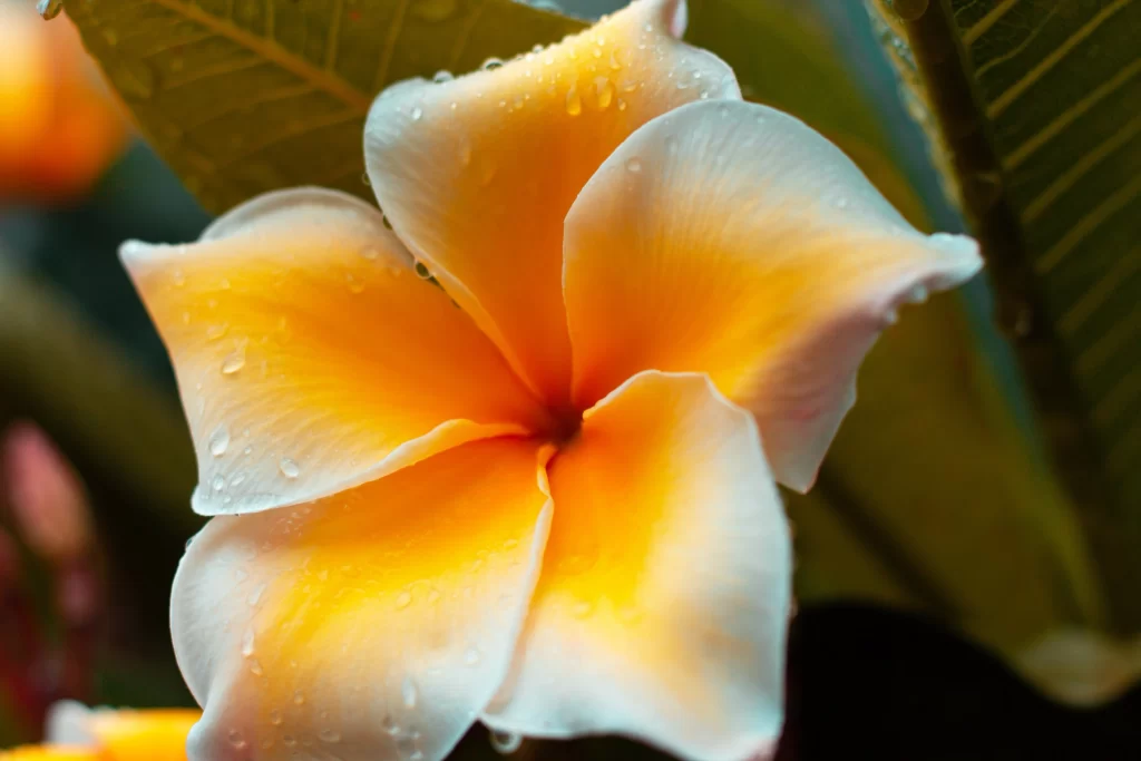 Yellow White Petals Dewdrops Vibrant warm Nature