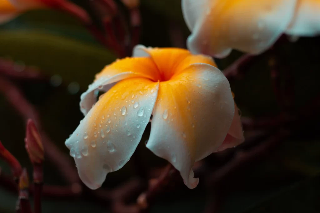 Yellow White Petals Dewdrops Vibrant gray Nature