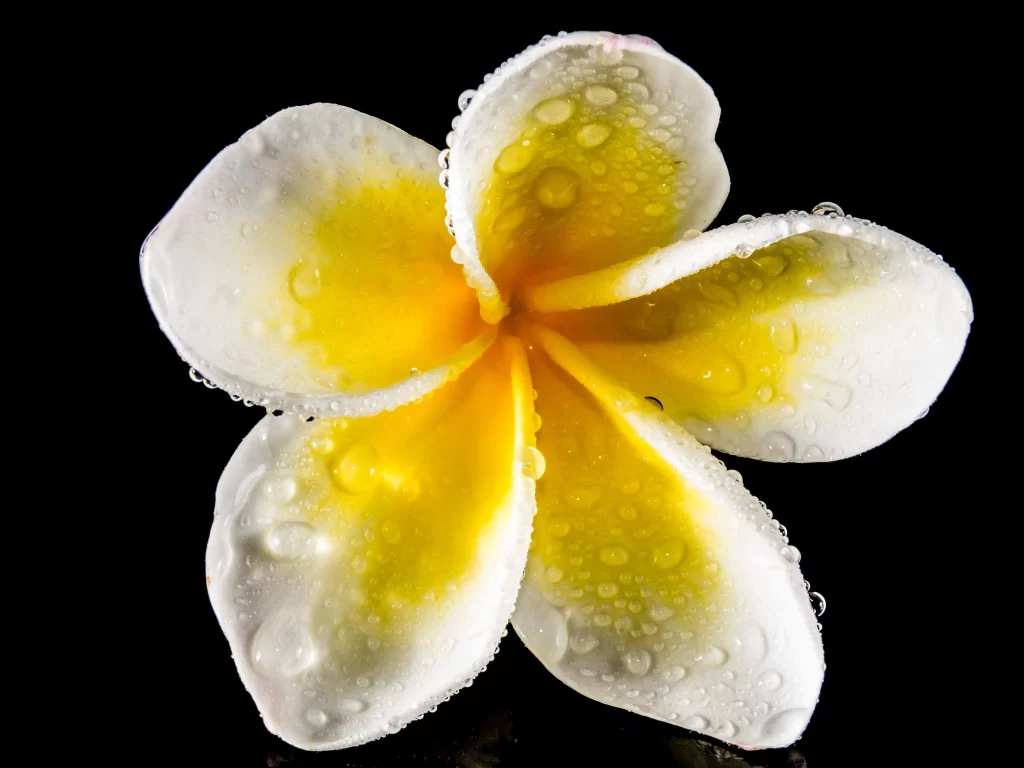 Yellow White Petals Dewdrops Reflective