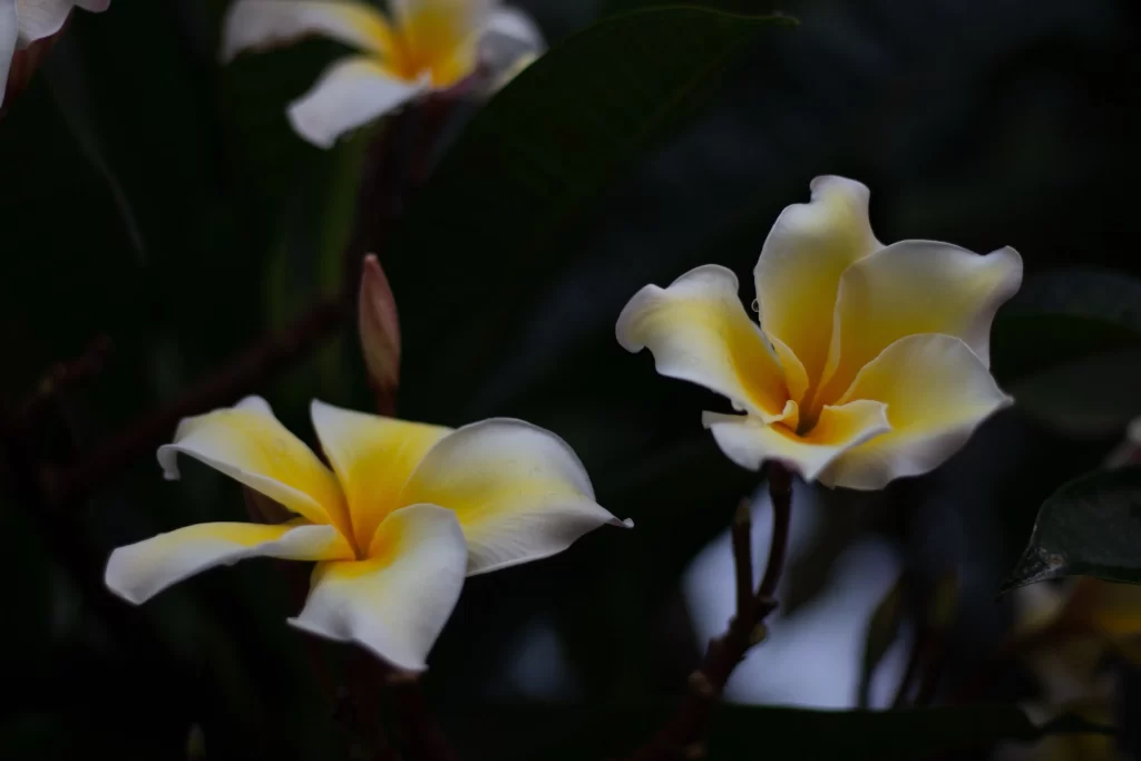 Yellow White Petals Fragrant Tropical