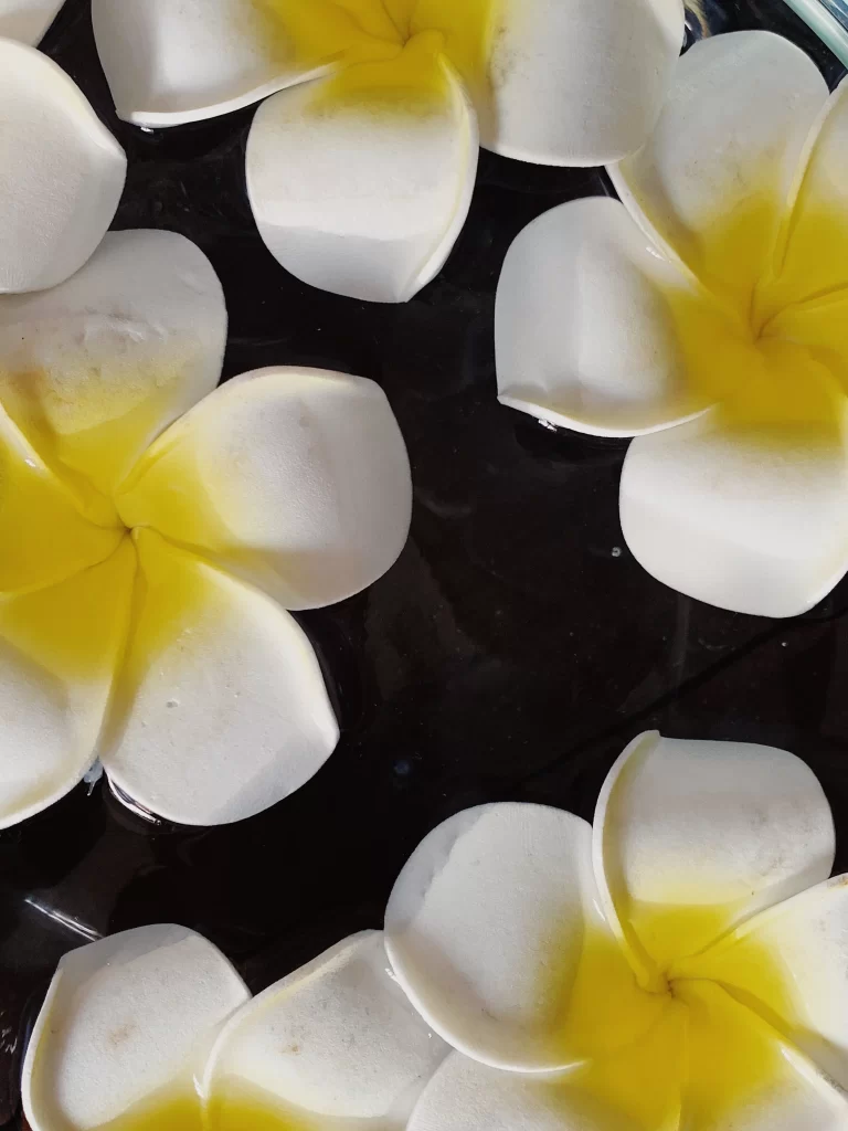 Yellow White Petals Plumeria Floating