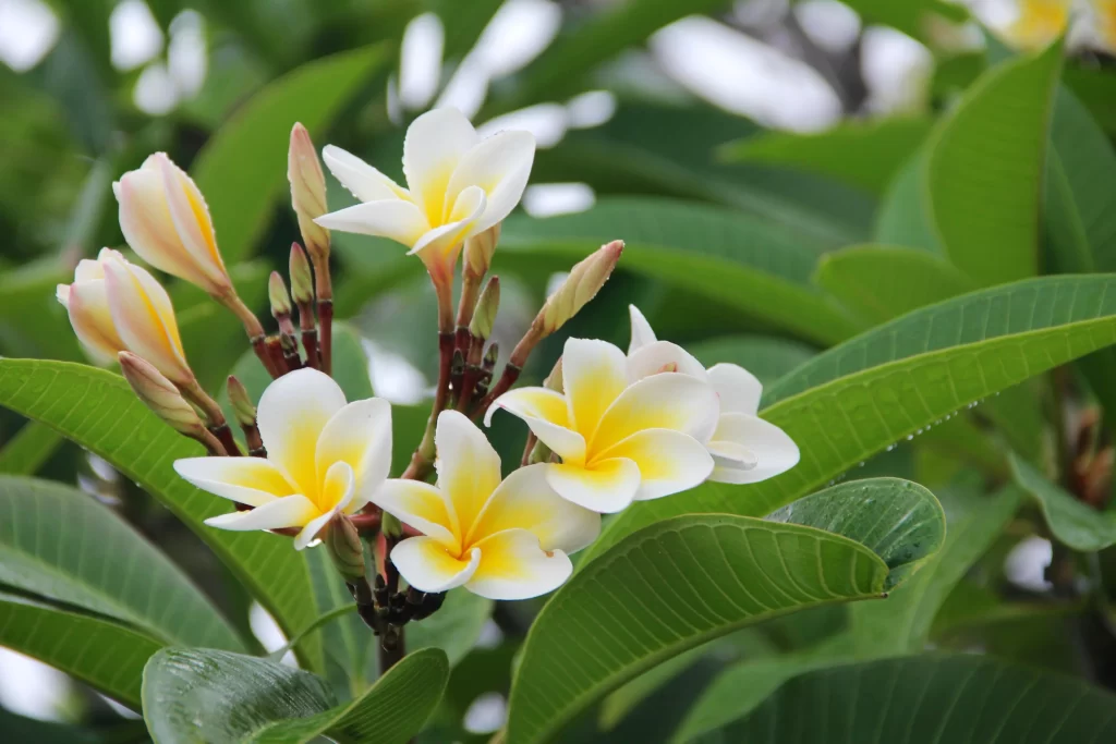Yellow White Petals Plumeria Bloom warm Nature