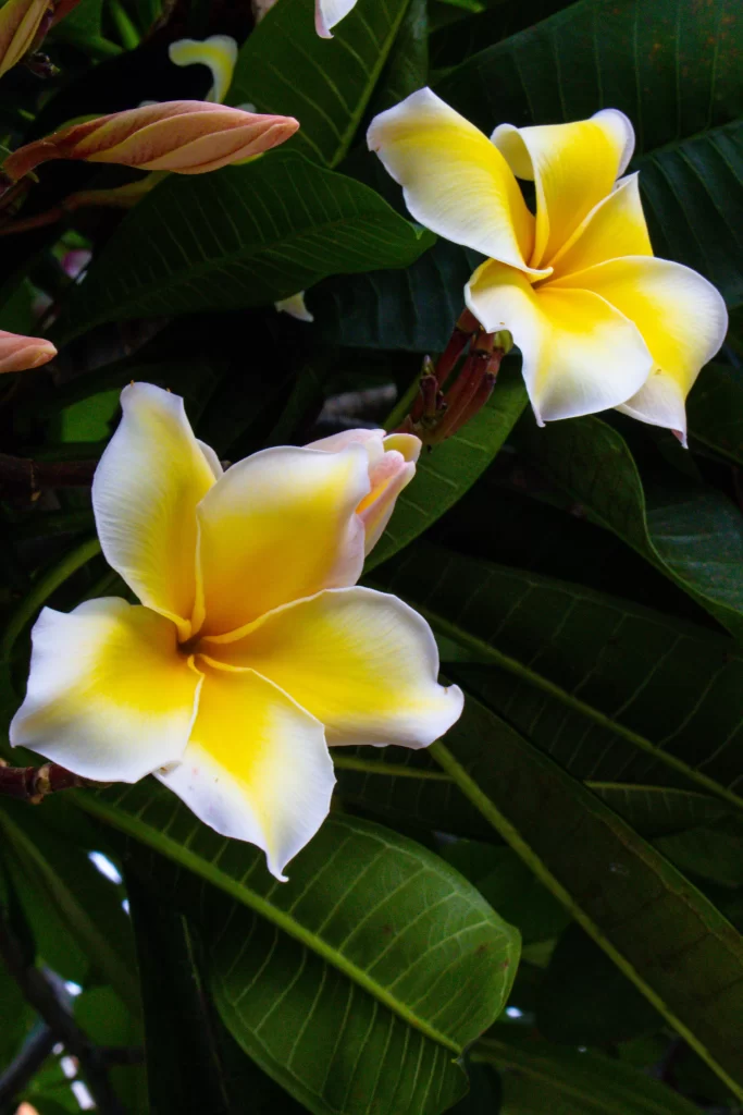 Yellow White Petals Plumeria Blooming