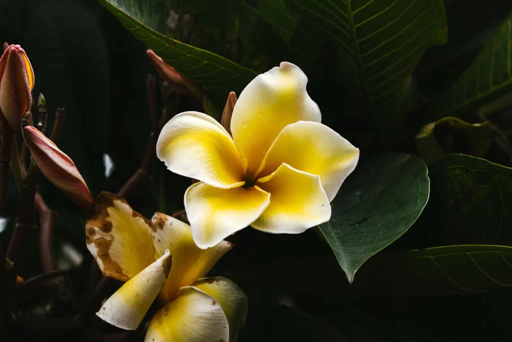 Yellow White Petals Plumeria Dark Background