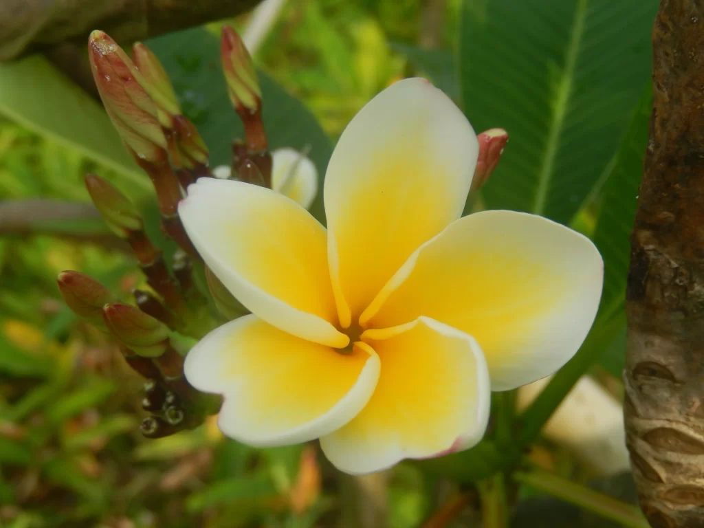 Yellow White Petals Plumeria Bloom warm Nature