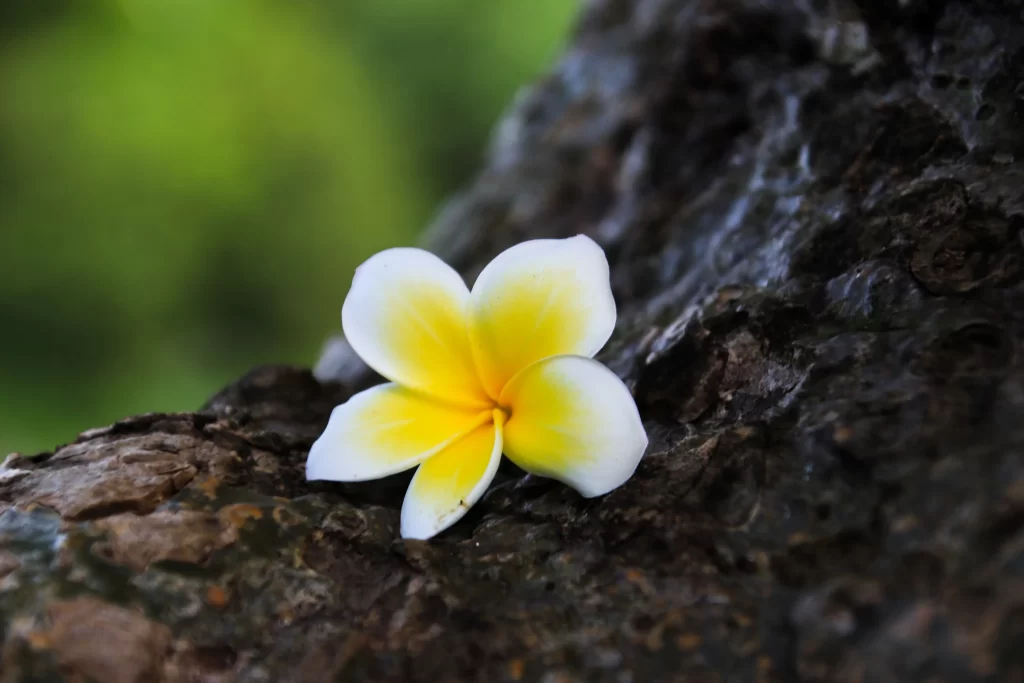 Yellow White Petals Plumeria Flower Nature