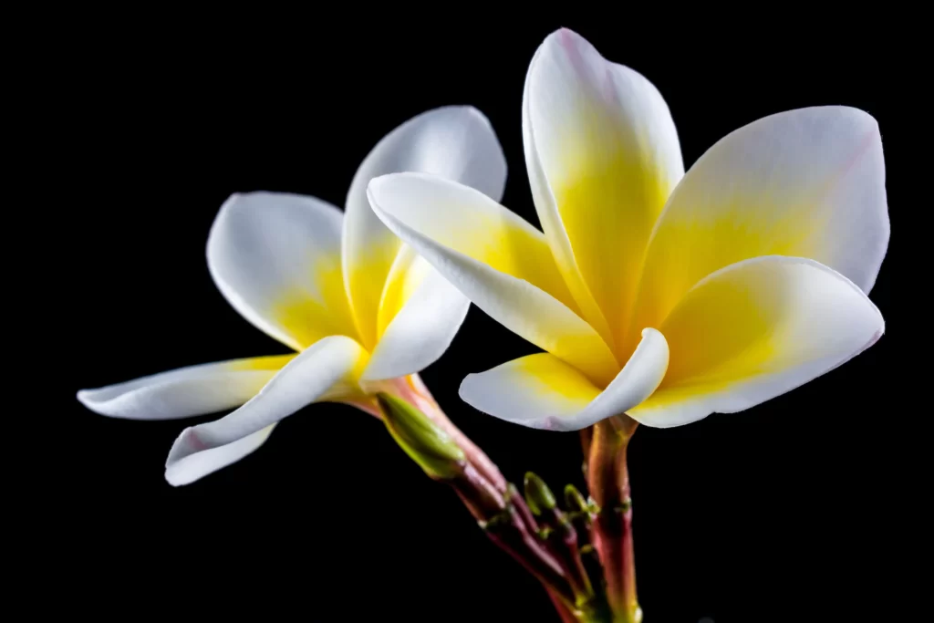 Yellow White Petals Plumeria gray Flower