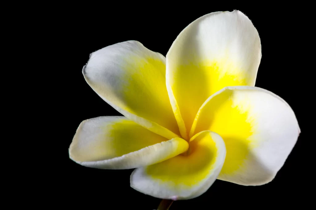 Yellow White Petals Plumeria warm Flower
