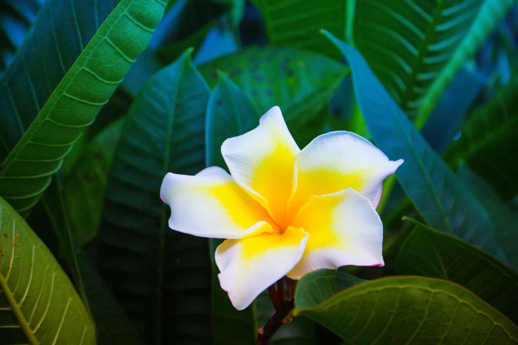 Yellow White Petals Plumeria Flower Green Leaves