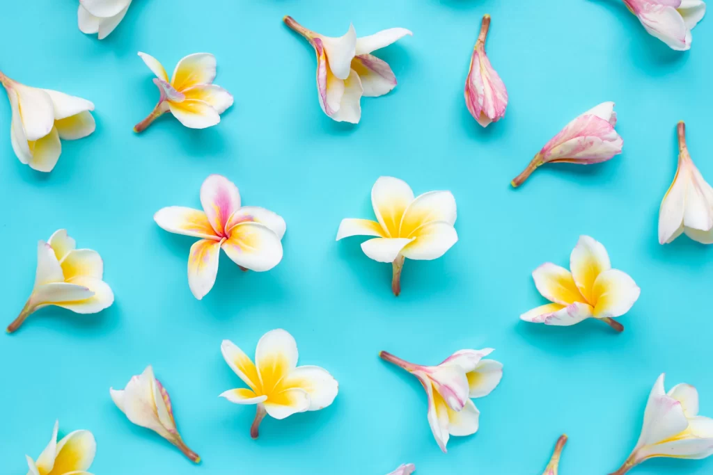 Yellow White Petals Soft Blue Background