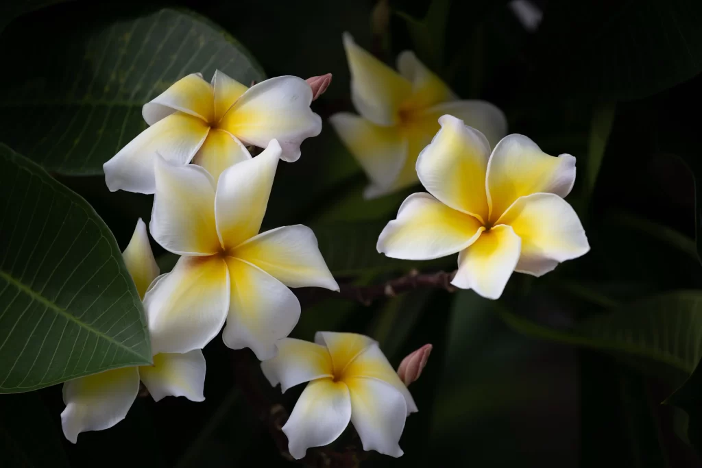 Yellow White Petals Star-shaped dark Fragrant