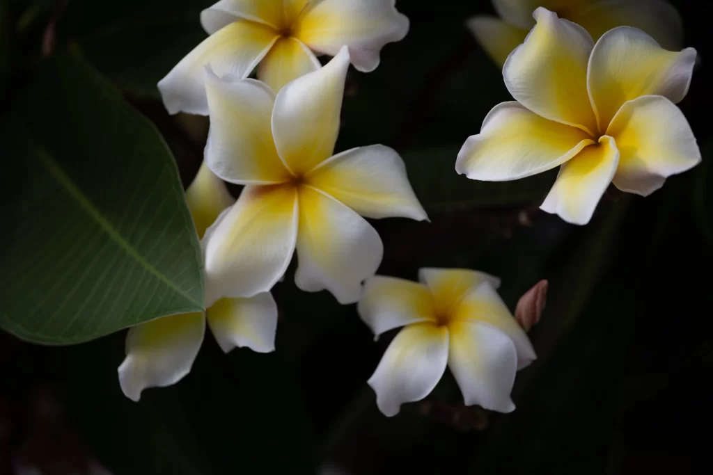 Yellow White Petals Star-shaped dark Fragrant