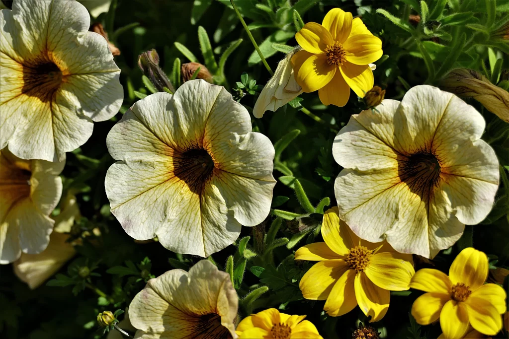 Yellow White Petals Sunlit Blooms