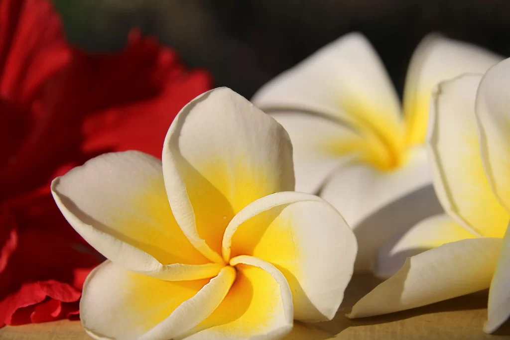 Yellow White Petals Sunlight Shadow
