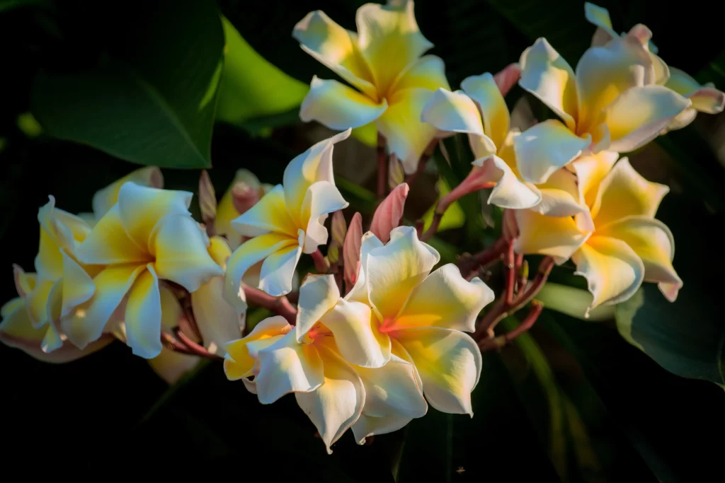 Yellow White Petals Sunlit Tropical