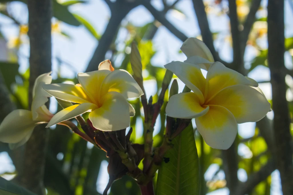 Yellow White Petals Sunlight Nature