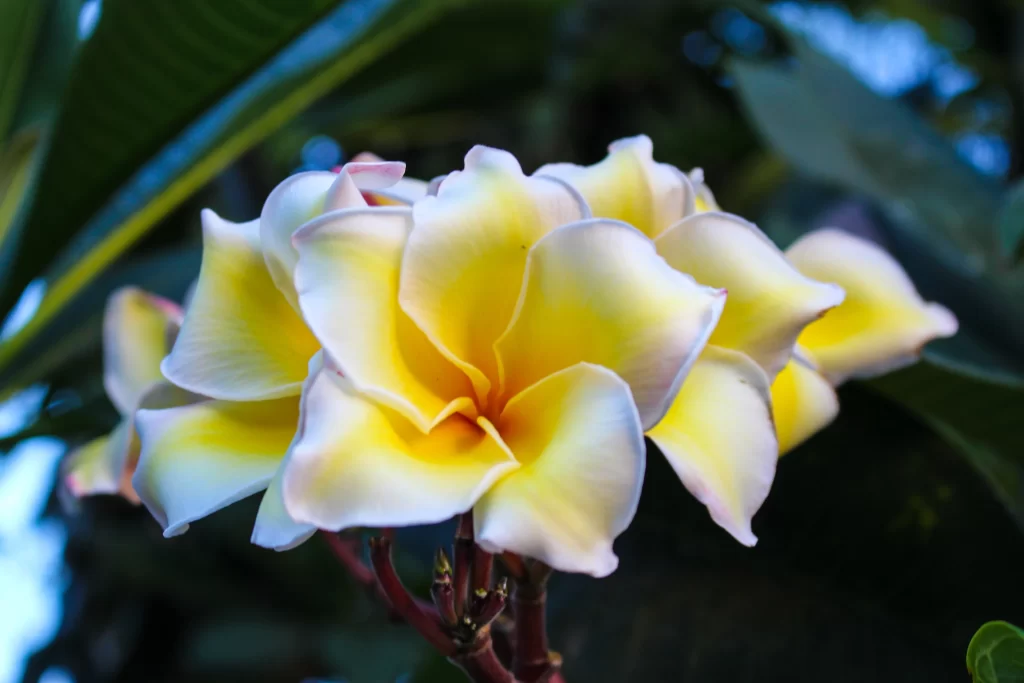 Yellow White Petals Tropical gray Fragrant
